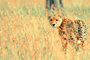 Beautiful Cheetah779537106 300x200 - Beautiful Cheetah - Wildlife, Cheetah, Beautiful